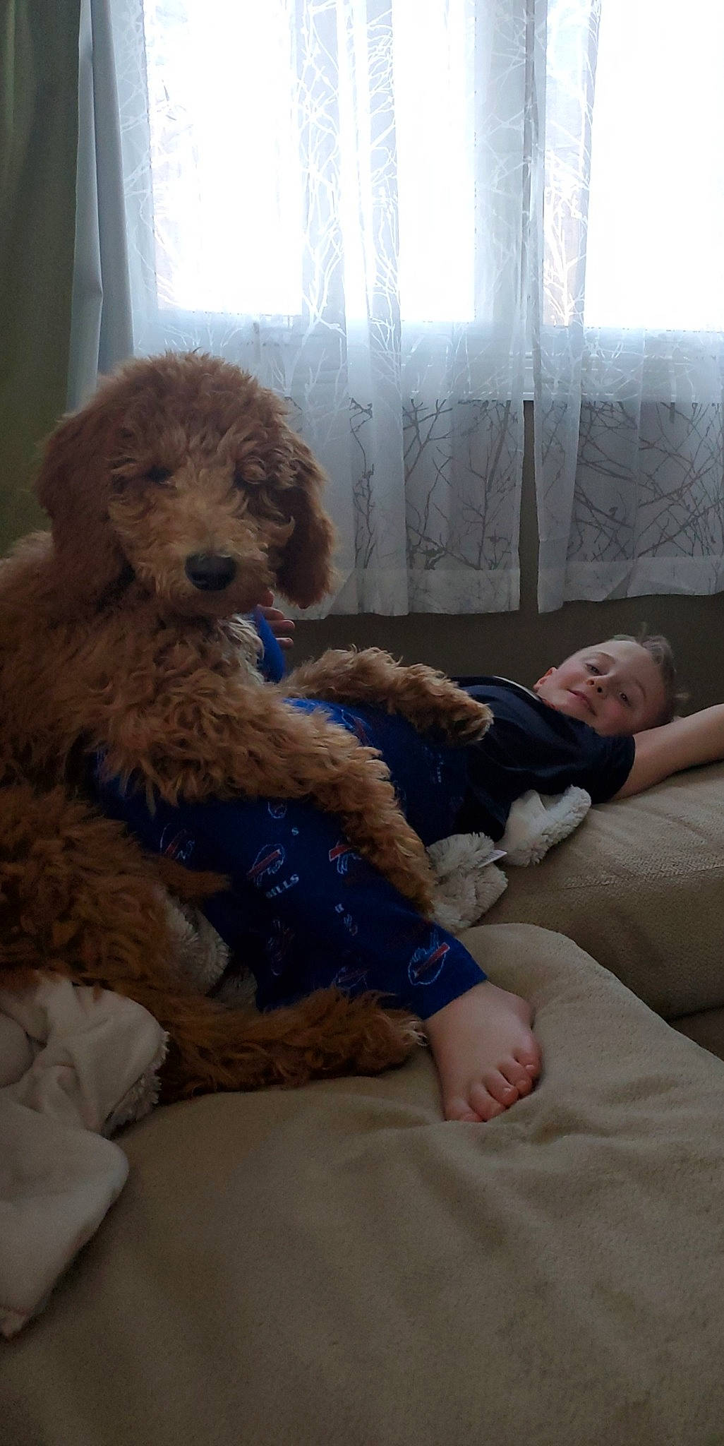 Marty Mcfly joined the competition — help win amazing prizes! canidae, carnivore, comfort, companion_dog, dog, dog_breed, fawn, fur, labradoodle, mammal, poodle, sitting, skin, sporting_group, sunglasses, terrier, toy, toy_dog, vertebrate, water_dog