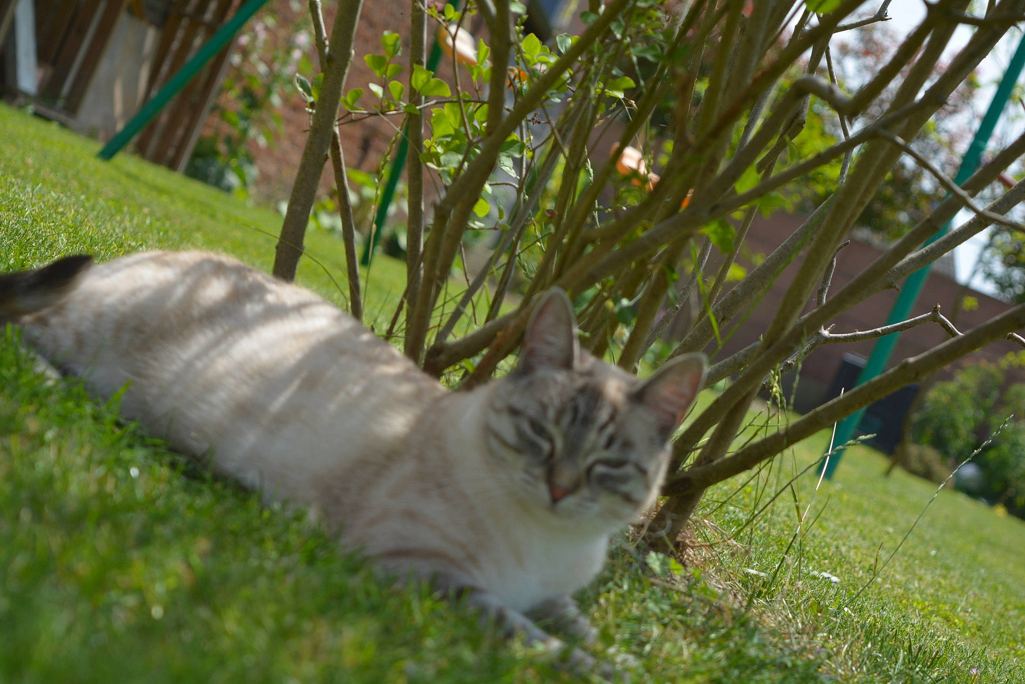 Capucine a rejoint le concours — aidez-le/la à gagner de superbes lots ! carnivore, cat, domestic_short_haired_cat, felidae, fur, grass, grass_family, mammal, small_to_medium_sized_cats, tail, terrestrial_animal, whiskers