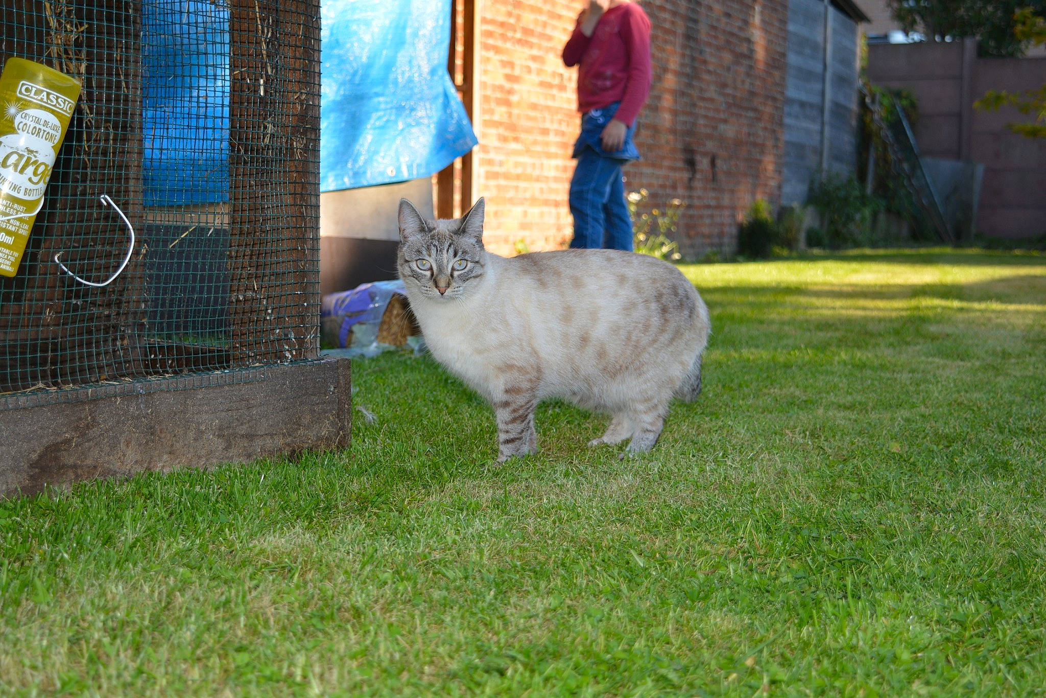 Capucine a rejoint le concours — aidez-le/la à gagner de superbes lots ! backyard, cage, carnivore, cat, denim, felidae, fur, grass, human, jeans, lawn, mesh, net, small_to_medium_sized_cats, vertebrate, whiskers, wire_fencing, yard
