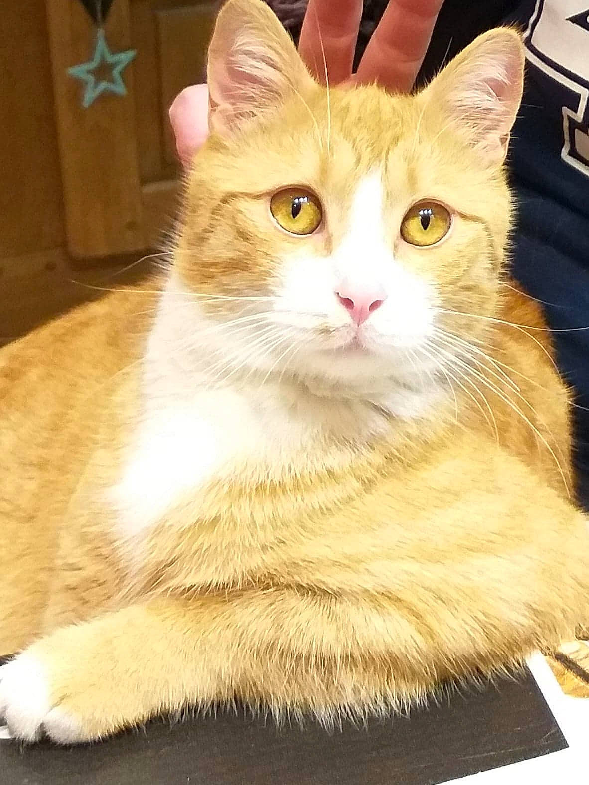 Napoleon a rejoint le concours — aidez-le/la à gagner de superbes lots ! carnivore, cat, fawn, felidae, fur, pet_supply, small_to_medium_sized_cats, snout, tail, toe, vertebrate, whiskers, yellow