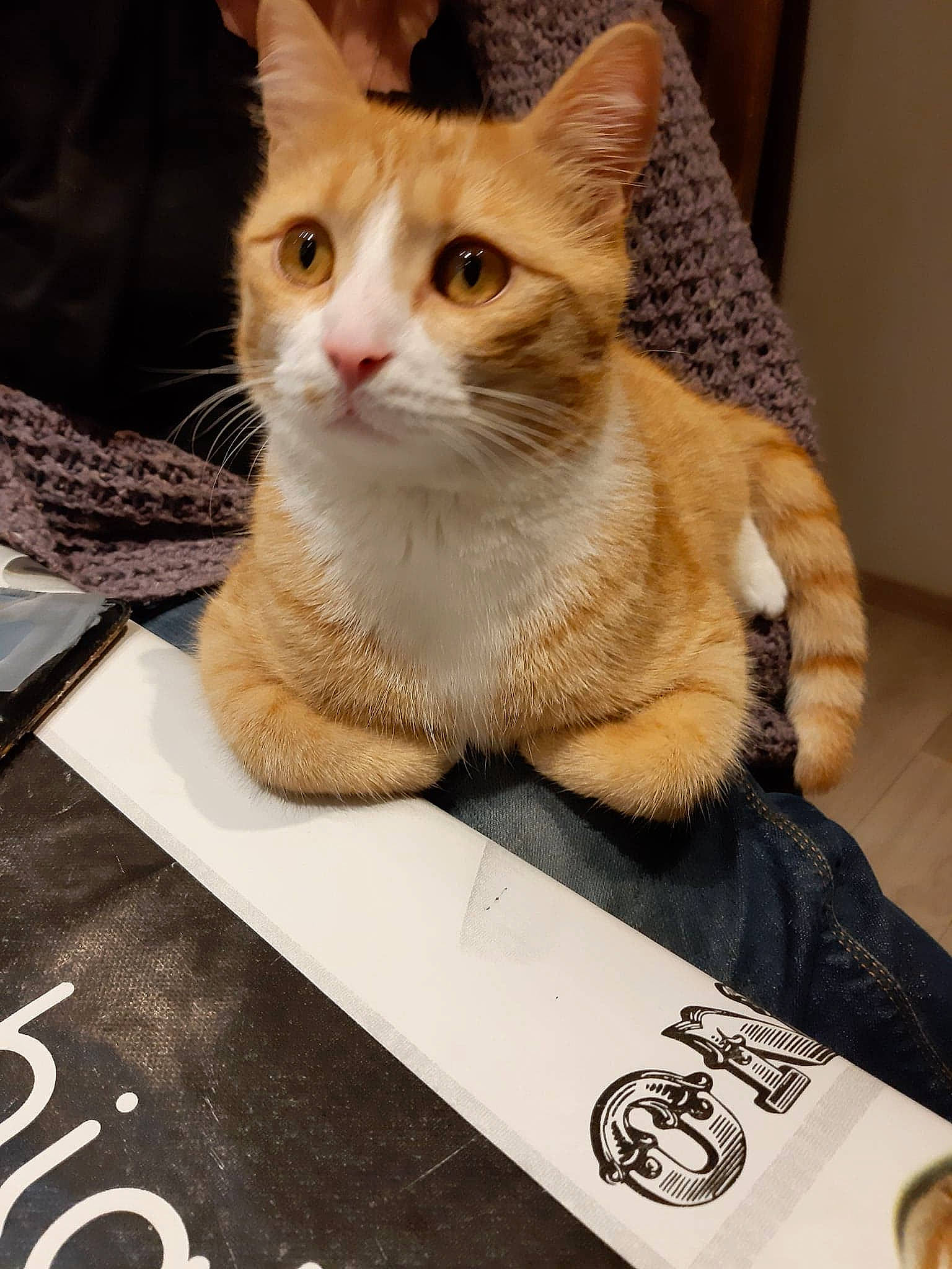 Napoleon participe au concours pour gagner de l'argent avec cette photo : carnivore, cat, domestic_short_haired_cat, fawn, felidae, fur, small_to_medium_sized_cats, snout, vertebrate, whiskers