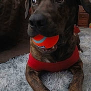Charlie is registered to the contest to win money with this photo: animal, ball, brindle, brown, carpet, close_up, cute, dog, drawer, ears, furniture, household, indoor, lying_down, mouth, pet, playful, red_shirt, rug, toy