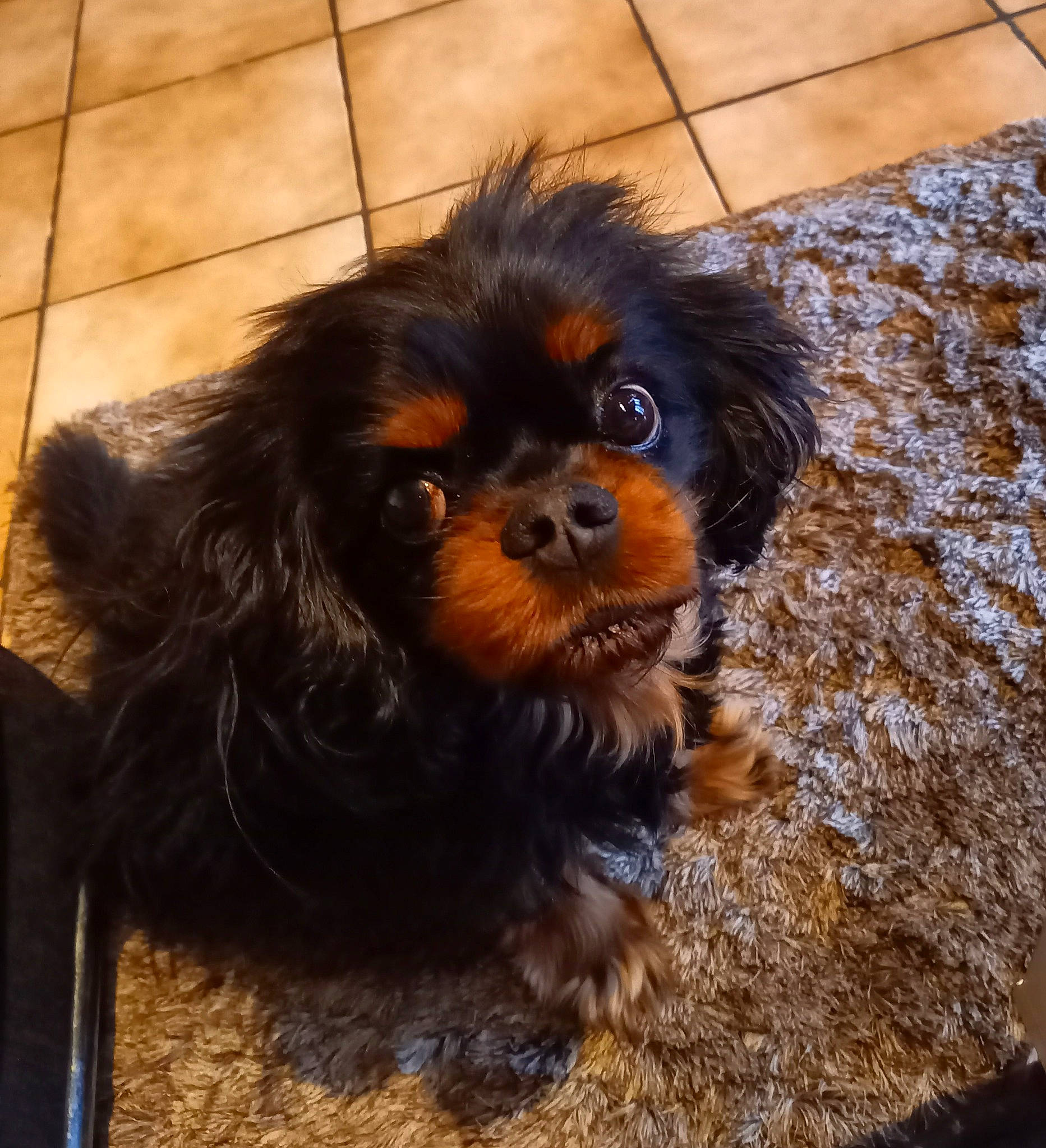 Charly participe au concours pour gagner de l'argent avec cette photo : canidae, carnivore, companion_dog, dog, dog_breed, fawn, flooring, fur, hardwood, king_charles_spaniel, liver, snout, spaniel, sporting_group, terrestrial_animal, tile_flooring, toy_dog, whiskers, wood, working_animal