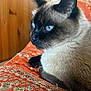 cat, siamese_cat, blue_eyes, feline, pet, animal, indoor, orange_fabric, decorative, wooden_background, close_up, fur, whiskers, relaxed, resting, side_profile, portrait, domestic_animal, cozy, calm