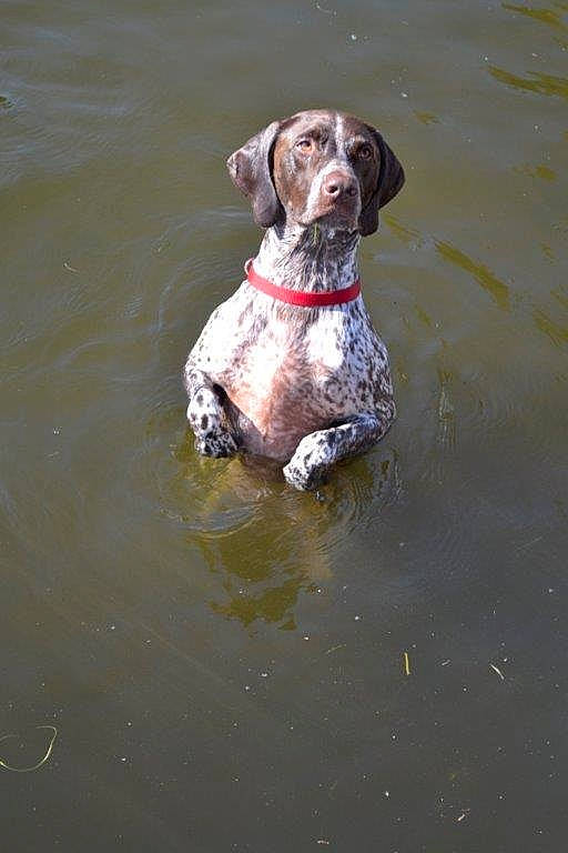 Ziggy Marley is registered to the contest to win money with this photo: braque_du_bourbonnais, braque_francais, canidae, carnivore, dog, dog_breed, dog_collar, german_longhaired_pointer, german_shorthaired_pointer, hunting_dog, liver, mammal, old_danish_pointer, pointer, pointing_breed, sporting_group, vertebrate, water, weimaraner