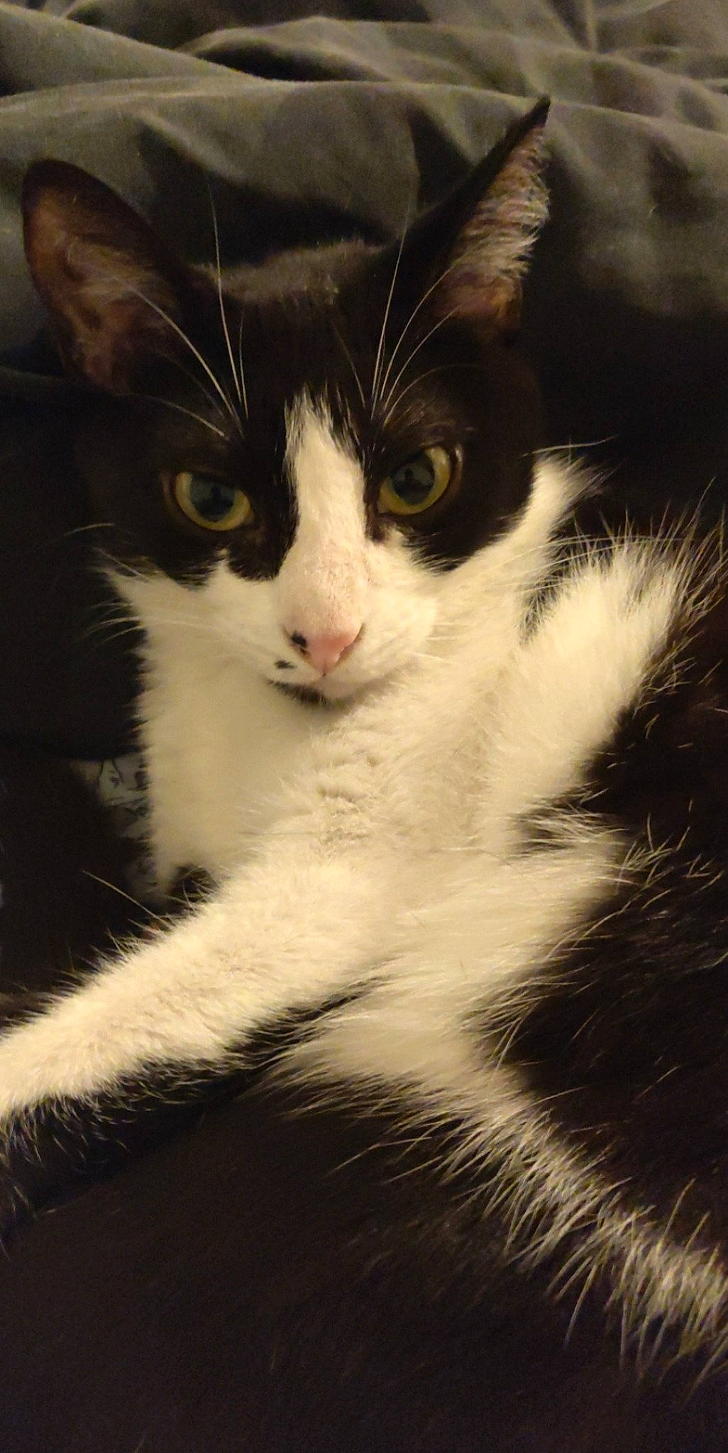 Bichette a rejoint le concours — aidez-le/la à gagner de superbes lots ! aegean_cat, american_wirehair, black_and_white, carnivore, cat, domestic_long_haired_cat, domestic_short_haired_cat, eye, felidae, fur, kitten, mammal, norwegian_forest_cat, polydactyl_cat, small_to_medium_sized_cats, snout, whiskers