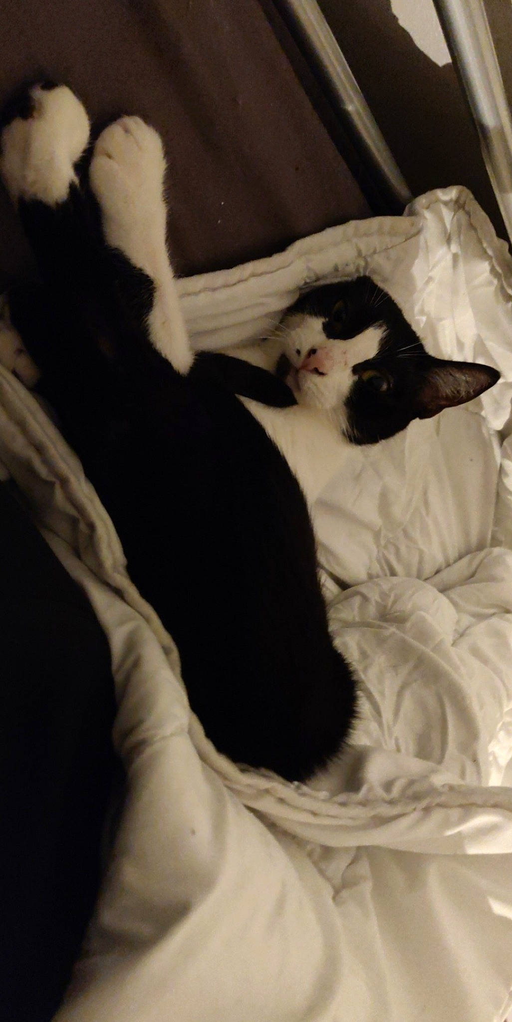 Bichette a rejoint le concours — aidez-le/la à gagner de superbes lots ! black, black_and_white, boston_terrier, canidae, carnivore, cat, dog_breed, ear, felidae, fur, leg, nap, non_sporting_group, puppy, sleep, small_to_medium_sized_cats, tail, whiskers