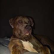 Tyson joined the competition — help win amazing prizes! animal, brindle, canine, comfortable, couch, dog, domestic, ears, eyes, face, fur, indoor, lying_down, nose, paw, pet, portrait, relaxed, shadow, whiskers
