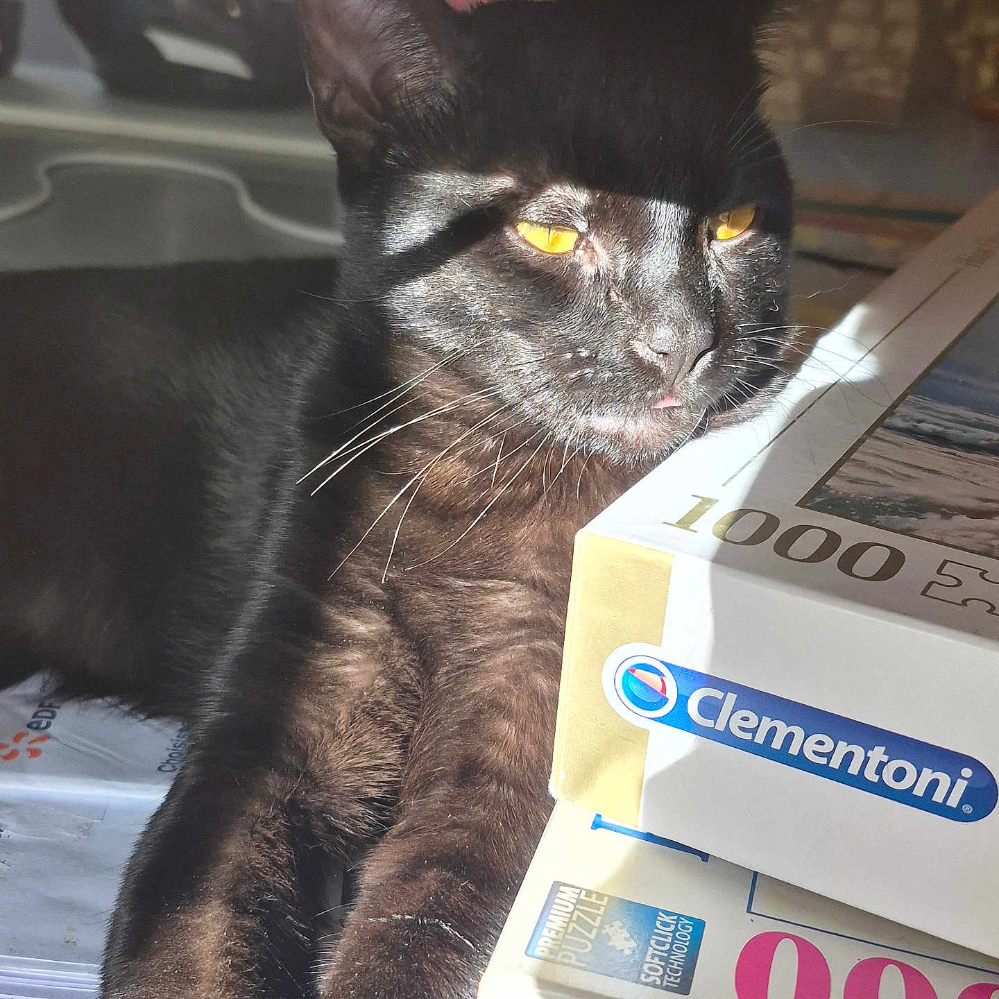 Tao a rejoint le concours — aidez-le/la à gagner de superbes lots ! animal, black_cat, cat, closeup, cozy, domestic_cat, fur, furniture, household, indoor, pet, puzzle_boxes, relaxed, resting, shadow, stack, sunlight, table, whiskers, yellow_eyes