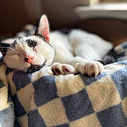 Bowser is registered to the contest to win money with this photo: cat, sleeping, blanket, cozy, pink_nose, paws, closeup, indoor, soft_texture, checkered_pattern, relaxation, feline, pet, white, black, fur, sunlight, window, comfort, rest
