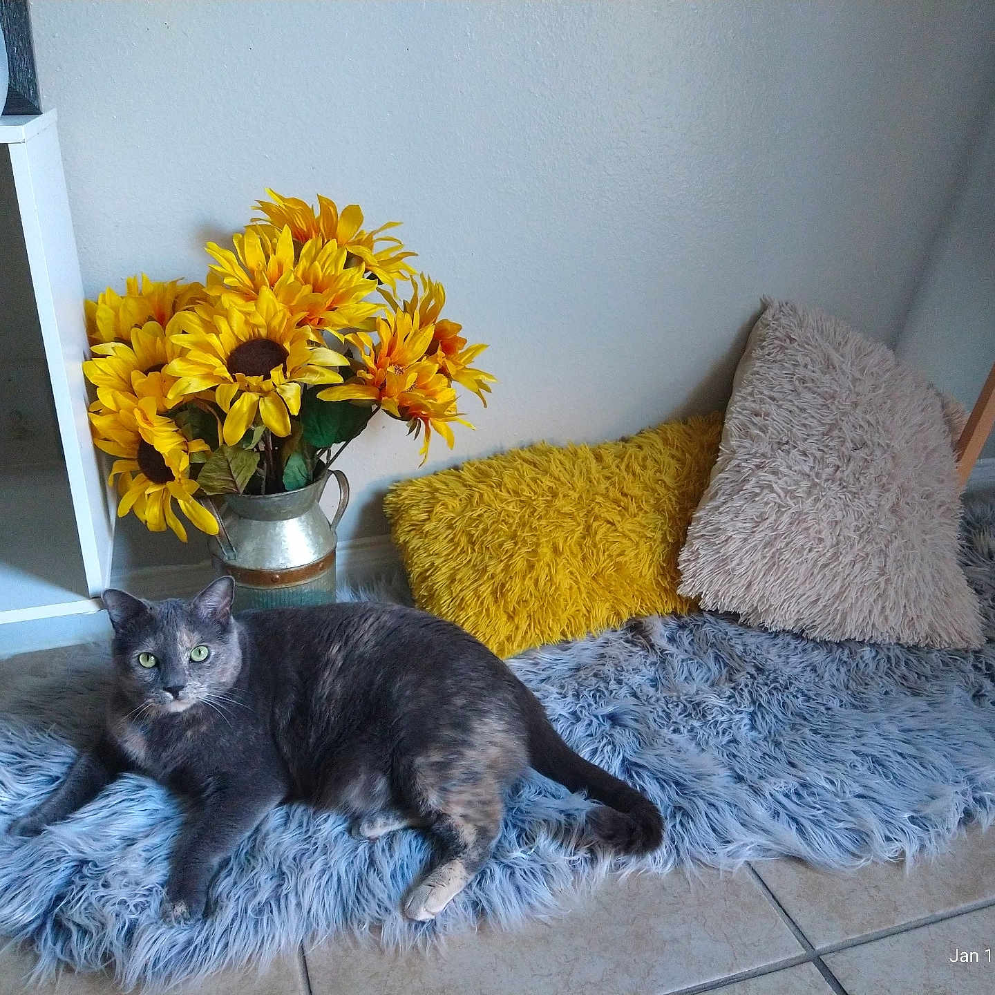 Lucy is registered to the contest to win money with this photo: animal, architecture, building, cat, couch, cushion, daisy, flower, flowerarrangement, flowerbouquet, furniture, homedecor, indoors, livingroom, pet, petal, plant, pottedplant, room, sunflower