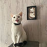 cat, white_cat, kitten_photo, framed_picture, collar, pet, indoor, wall, gray_surface, sitting, cute, animal, feline, portrait, mouth_open, fur, whiskers, ears, eyes, home