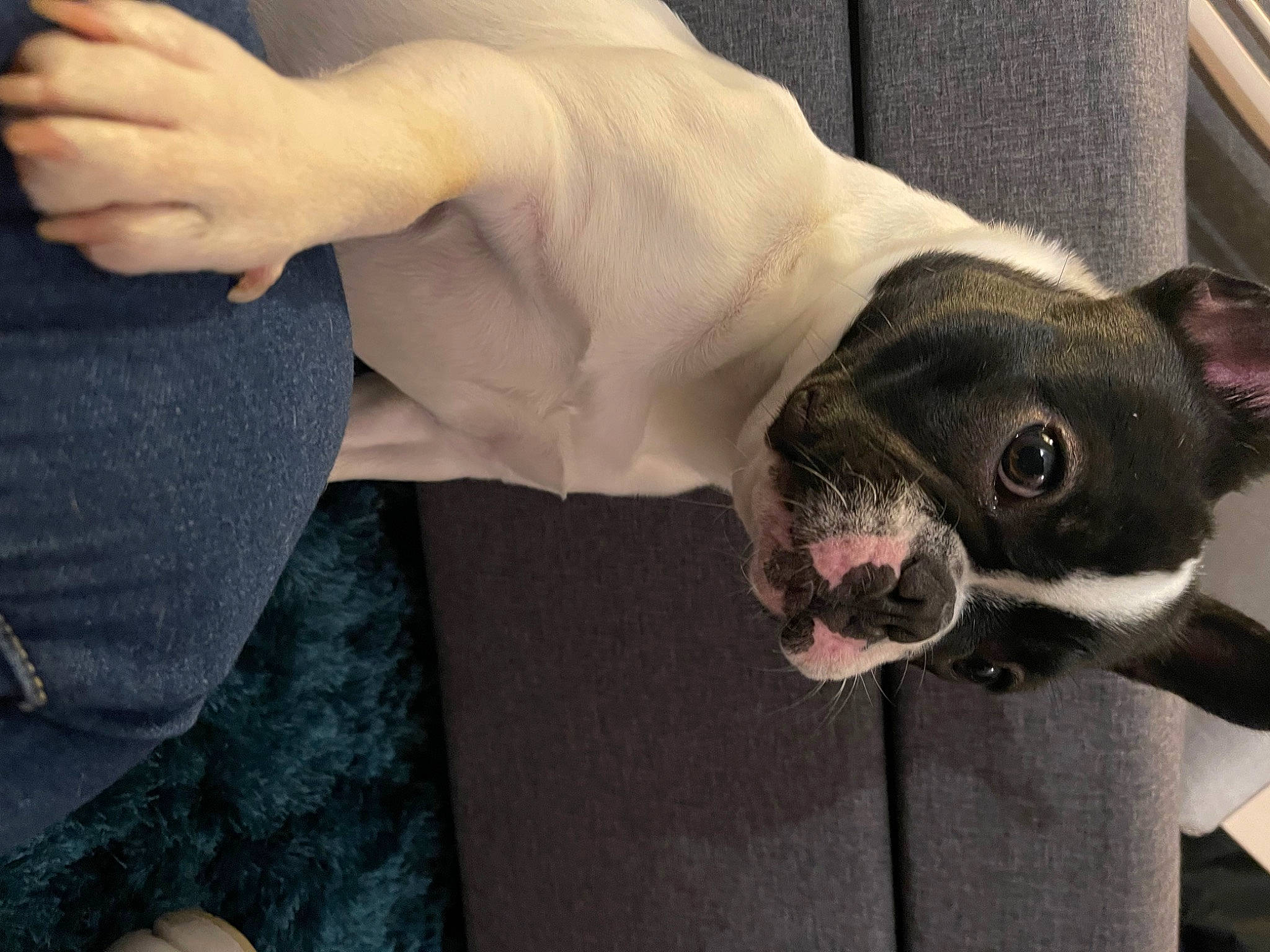 Smooky a rejoint le concours — aidez-le/la à gagner de superbes lots ! boston_terrier, canidae, carnivore, collar, comfort, companion_dog, dog, dog_breed, dog_collar, dog_supply, ear, fawn, fur, gesture, grey, pet_supply, snout, terrestrial_animal, whiskers, working_animal