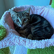 Millie joined the competition — help win amazing prizes! kitten, tabby, cat, cat_bed, cat_tree, indoor, pet, feline, fluffy, soft, curled_up, resting, young_cat, whiskers, ears, eyes, close_up, cozy, cute, domestic_animal