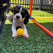 Toby is registered to the contest to win money with this photo: artificial_grass, colorful_tubes, cute, dog, ears, face, fenced, fur, grass, nose, outdoor, pet, play_area, playful, puppy, sunlight, toy, tricolor, yellow_ball, young_dog