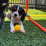 artificial_grass, colorful_tubes, cute, dog, ears, face, fenced, fur, grass, nose, outdoor, pet, play_area, playful, puppy, sunlight, toy, tricolor, yellow_ball, young_dog