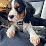 Toby joined the competition — help win amazing prizes! adorable, animal, black_white_brown, car_interior, close_up, companion, curious, cute, dog, fur, harness, indoor, looking_away, paws, pet, portrait, puppy, soft_light, whiskers, young_dog