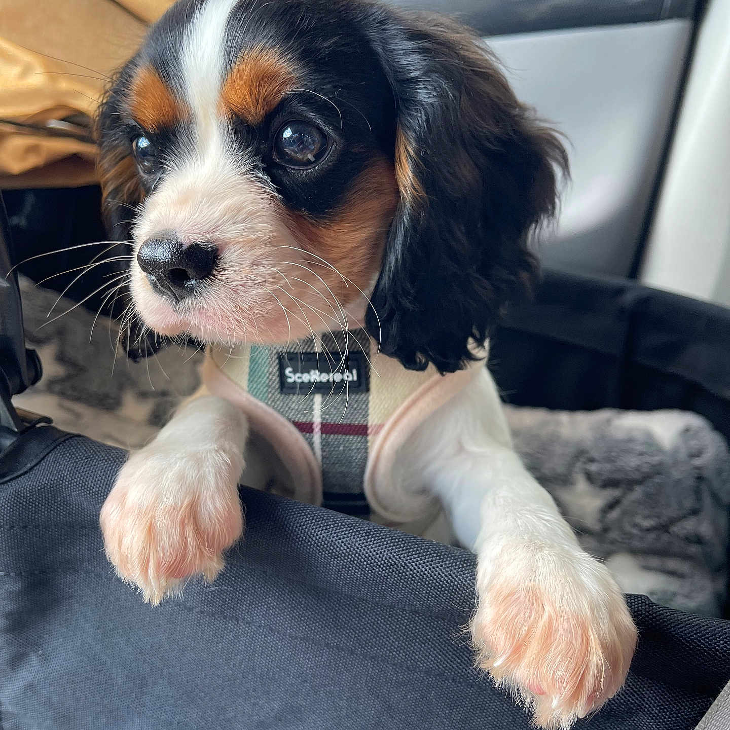 Toby joined the competition — help win amazing prizes! adorable, animal, black_white_brown, car_interior, close_up, companion, curious, cute, dog, fur, harness, indoor, looking_away, paws, pet, portrait, puppy, soft_light, whiskers, young_dog