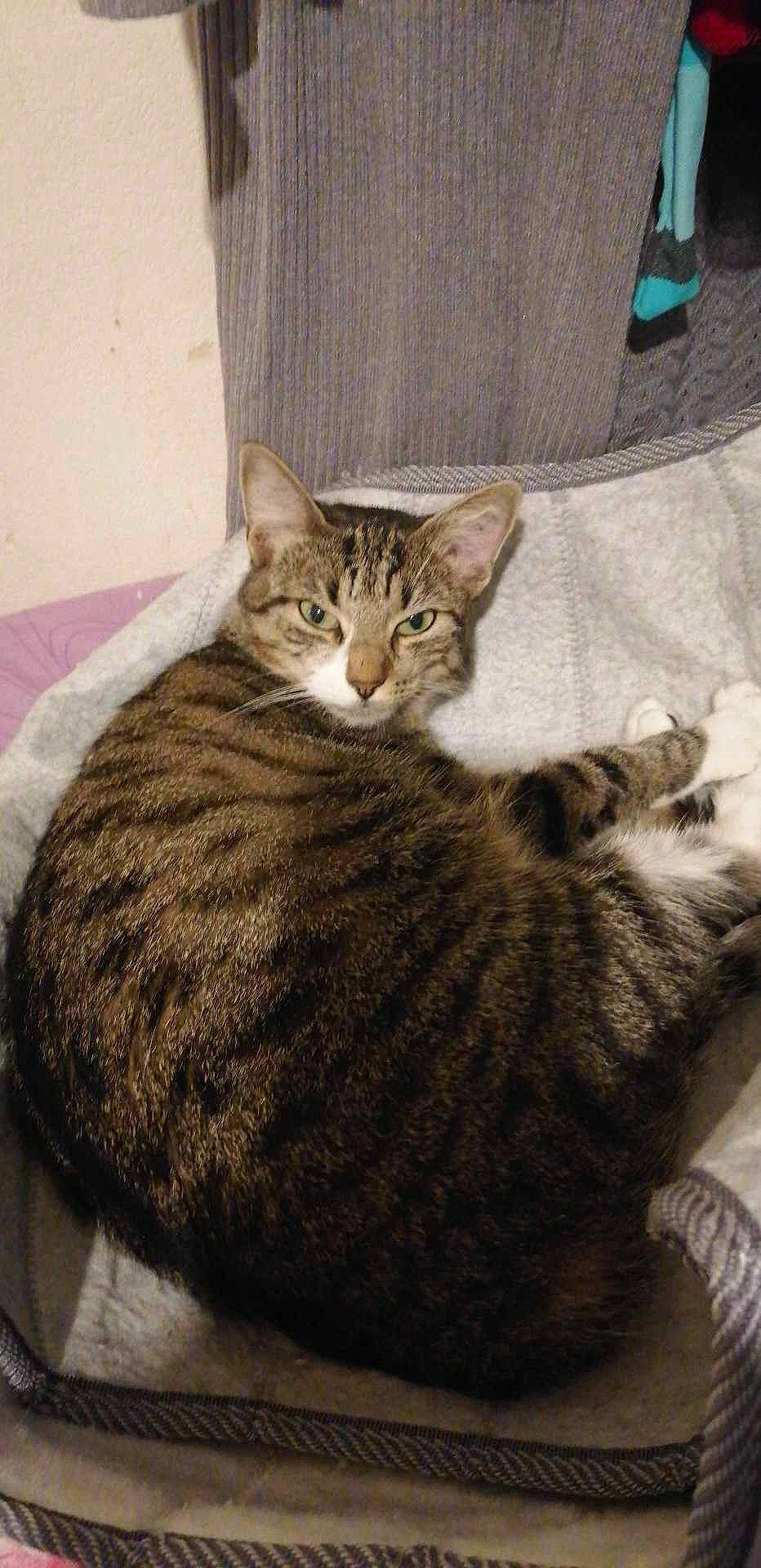 Wendy participe au concours pour gagner de l'argent avec cette photo : carnivore, cat, cat_supply, comfort, domestic_short_haired_cat, felidae, fur, grey, small_to_medium_sized_cats, tail, terrestrial_animal, whiskers