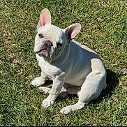 Zeke joined the competition — help win amazing prizes! dog, french_bulldog, pet, animal, grass, outdoor, sitting, white_dog, wrinkled_face, large_ears, short_snout, portrait, sunlight, shadow, lawn, canine, companion_animal, alert, cute, photography