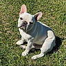 dog, french_bulldog, pet, animal, grass, outdoor, sitting, white_dog, wrinkled_face, large_ears, short_snout, portrait, sunlight, shadow, lawn, canine, companion_animal, alert, cute, photography