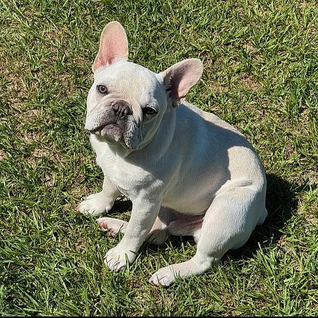 Zeke