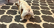 Zeke is registered to the contest to win money with this photo: box, chair, dog, dogs, floor, furniture, indoor, living_room, packaging, patterned_rug, person, pet, playful, playing, rug, shoes, sitting, snacks, table, wood_floor
