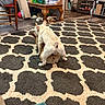 dog, dogs, playing, rug, patterned_rug, living_room, shoes, snacks, table, chair, person, floor, wood_floor, packaging, box, sitting, pet, indoor, playful, furniture