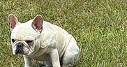 Zeke is registered to the contest to win money with this photo: dog, french_bulldog, grass, outdoor, pet, animal, white_dog, sitting, canine, nature, lawn, fur, ears, mammal, portrait, cute, companion, domestic_animal, expression, quiet