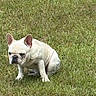 dog, french_bulldog, grass, outdoor, pet, animal, white_dog, sitting, canine, nature, lawn, fur, ears, mammal, portrait, cute, companion, domestic_animal, expression, quiet