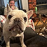 Zeke joined the competition — help win amazing prizes! dog, french_bulldog, pet, indoor, couch, person, phone, lamp, curtain, blanket, fireplace, brick_wall, table, can, banner, living_room, closeup, cute, animal, portrait