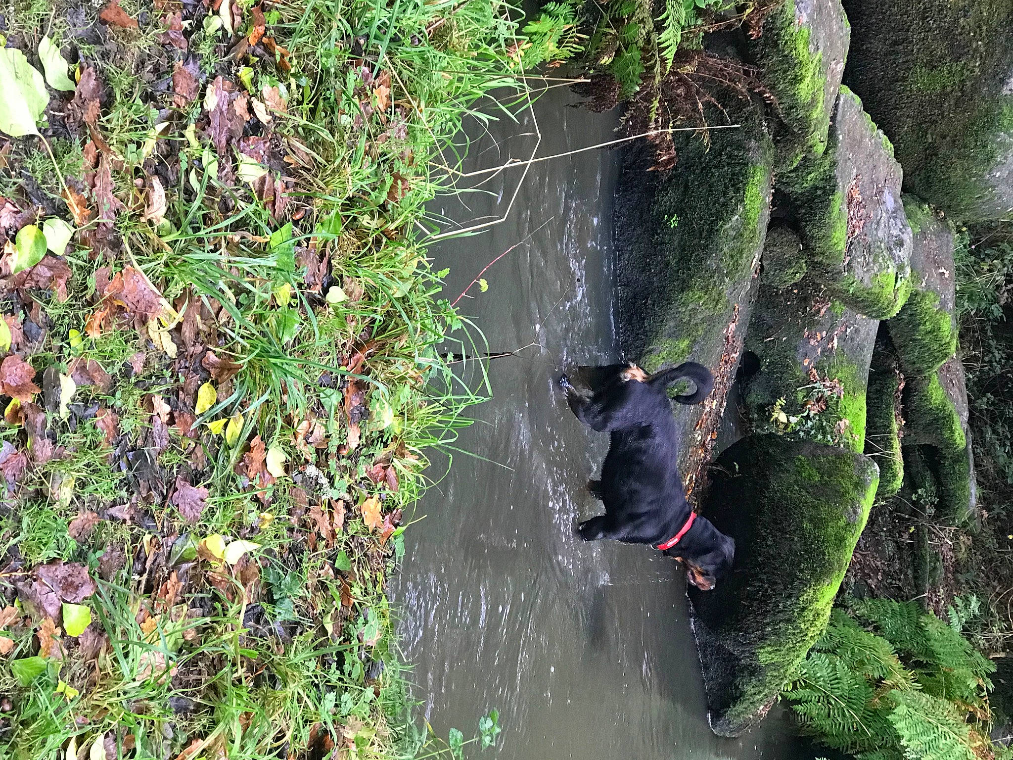 Saïko a rejoint le concours — aidez-le/la à gagner de superbes lots ! biome, botany, flower, forest, grass, groundcover, jungle, landscape, leaf, natural_landscape, plant, riparian_zone, shrub, terrestrial_animal, terrestrial_plant, trunk, vegetation, water, wildlife, working_animal