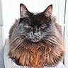 cat, fluffy, black_cat, brown_fur, pet, animal, indoor, chair, furniture, relaxed, sleeping, close_up, whiskers, ears, cute, domestic_cat, mammal, resting, cozy, portrait