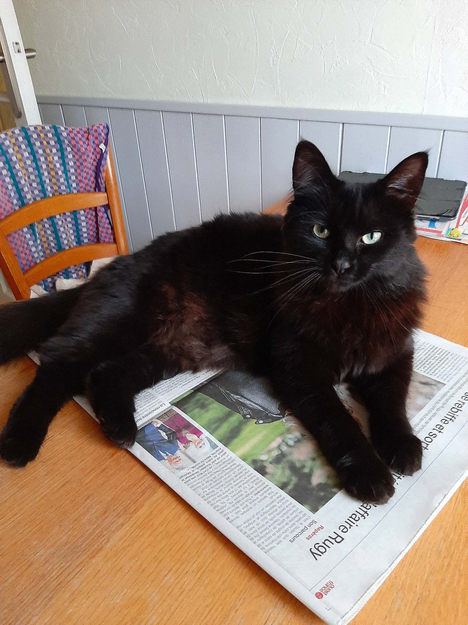 Réglisse a rejoint le concours — aidez-le/la à gagner de superbes lots ! black_cat, bombay, box, carnivore, cat, claw, domestic_short_haired_cat, felidae, fur, hardwood, paw, publication, room, small_to_medium_sized_cats, tail, terrestrial_animal, whiskers