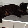 animal, black_cat, cat, couch, cozy, domestic_animal, feline, floor, fur, home, indoor, laying_down, mat, pet, quiet, relaxing, resting, shadow, side_view, table