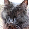 cat, black_cat, fluffy, fur, whiskers, close_up, outdoor, animal, pet, sleeping, peaceful, nature, mammal, feline, cute, portrait, soft_light, relaxing, whiskers_visible, ears
