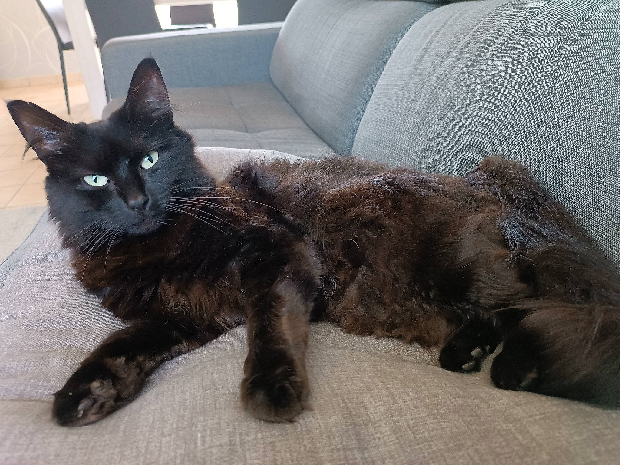 Réglisse participe au concours pour gagner de l'argent avec cette photo : black_cat, bombay, carnivore, cat, claw, comfort, couch, domestic_short_haired_cat, felidae, foot, fur, grey, paw, sitting, small_to_medium_sized_cats, snout, tail, terrestrial_animal, whiskers, window