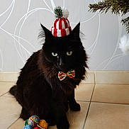 Réglisse a rejoint le concours — aidez-le/la à gagner de superbes lots ! black_cat, cat, knit_hat, bow_tie, yarn_balls, knitting_needles, tile_floor, christmas_tree, holiday_decor, indoor, pet, feline, festive, portrait, cute, animal, domestic_cat, winter_accessory, decorative, still_life