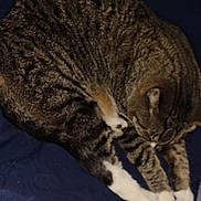 Sir Kittems Mcmeow is registered to the contest to win money with this photo: bed, blanket, cat, closeup, cozy, curled_up, domestic_animal, feline, fur, indoor, nap, paws, pet, relaxed, sleeping, sleeping_pose, striped, tabby_cat, whiskers, white_paws