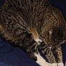 bed, blanket, cat, closeup, cozy, curled_up, domestic_animal, feline, fur, indoor, nap, paws, pet, relaxed, sleeping, sleeping_pose, striped, tabby_cat, whiskers, white_paws