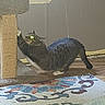 Sir Kittems Mcmeow is registered to the contest to win money with this photo: baseboard, carpet, cat, cat_tree, corner, feline, furniture, glowing_eyes, hardwood_floor, home, indoor, paw, pet, playing, rug, scratching_post, stretching, tabby_cat, whiskers, window