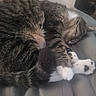 Sir Kittems Mcmeow is registered to the contest to win money with this photo: bed, blanket, cat, close_up, cozy, curled_up, domestic_cat, fur, gray_brown_fur, indoor, napping, paws, pet, resting, sleeping, stripes, tabby_cat, tail, whiskers, white_paws