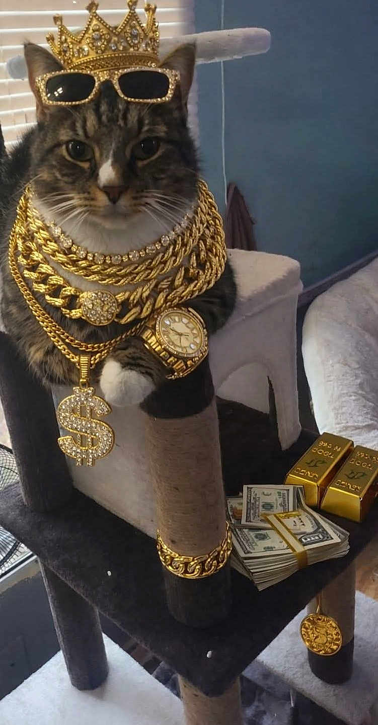 Sir Kittems Mcmeow joined the competition — help win amazing prizes! cat, tabby, cat_tree, jewelry, crown, sunglasses, gold_chain, watch, dollar_sign, stack_of_cash, gold_bars, indoor, pet, whiskers, paws, bling, accessory, portrait, luxury, funny