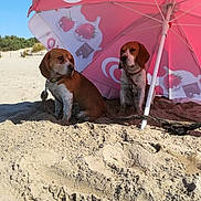 Joukov Et London a rejoint le concours — aidez-le/la à gagner de superbes lots ! animal, beach, beagle, canine, collar, dog, dune, leash, nature, outdoor, pet, pink, resting, sand, shade, sky, summer, sunny, two_dogs, umbrella