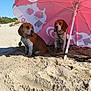 animal, beach, beagle, canine, collar, dog, dune, leash, nature, outdoor, pet, pink, resting, sand, shade, sky, summer, sunny, two_dogs, umbrella
