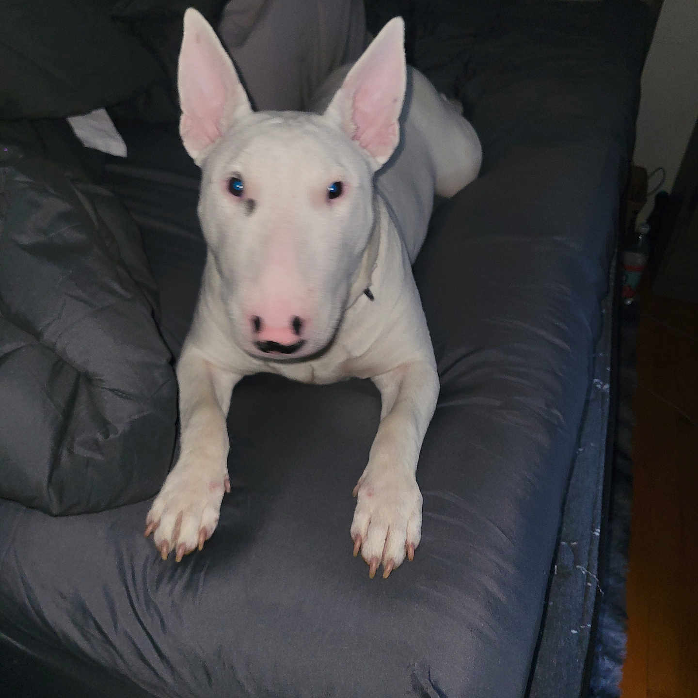 Moon is registered to the contest to win money with this photo: animal, armchair, bed, bulldog, canine, chair, couch, cushion, dog, furniture, greatdane, homedecor, hound, pet, pillow, pitbull, puppy, snout, terrier, whitedog