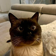 Tomy participe au concours pour gagner de l'argent avec cette photo : cat, siamese, indoor, pet, feline, whiskers, wide_eyes, curious, couch, blanket, soft_fur, close_up, domestic_animal, animal_portrait, cozy, living_room, furniture, brown_fur, black_mask, cute