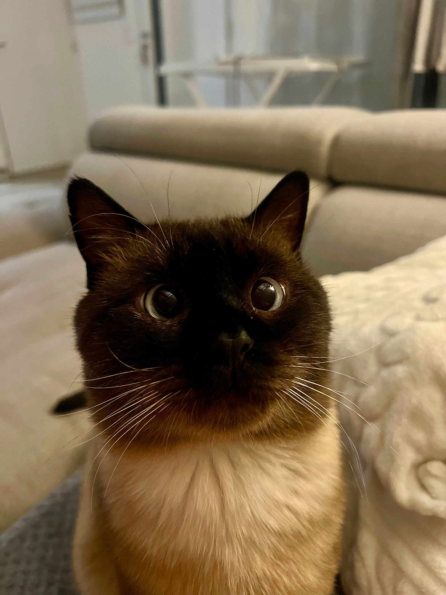 Tomy participe au concours pour gagner de l'argent avec cette photo : cat, siamese, indoor, pet, feline, whiskers, wide_eyes, curious, couch, blanket, soft_fur, close_up, domestic_animal, animal_portrait, cozy, living_room, furniture, brown_fur, black_mask, cute