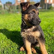 Baïko a rejoint le concours — aidez-le/la à gagner de superbes lots ! puppy, german_shepherd, dog, grass, outdoor, sunlight, greenery, animal, young, pet, nature, cute, fur, ears, portrait, sitting, daylight, background_blur, house, sky