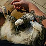 Loki is registered to the contest to win money with this photo: cat, pet, animal, fur, collar, bell, tattoo, arm, lap, relaxation, indoor, floor, tiled_floor, paw, whiskers, resting, cute, feline, human, skin